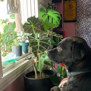 Meet your Posher, Teesah